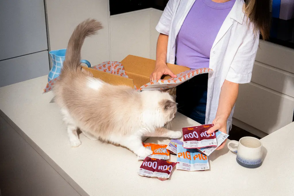 Cat on a kitchen bench with Tyga meals